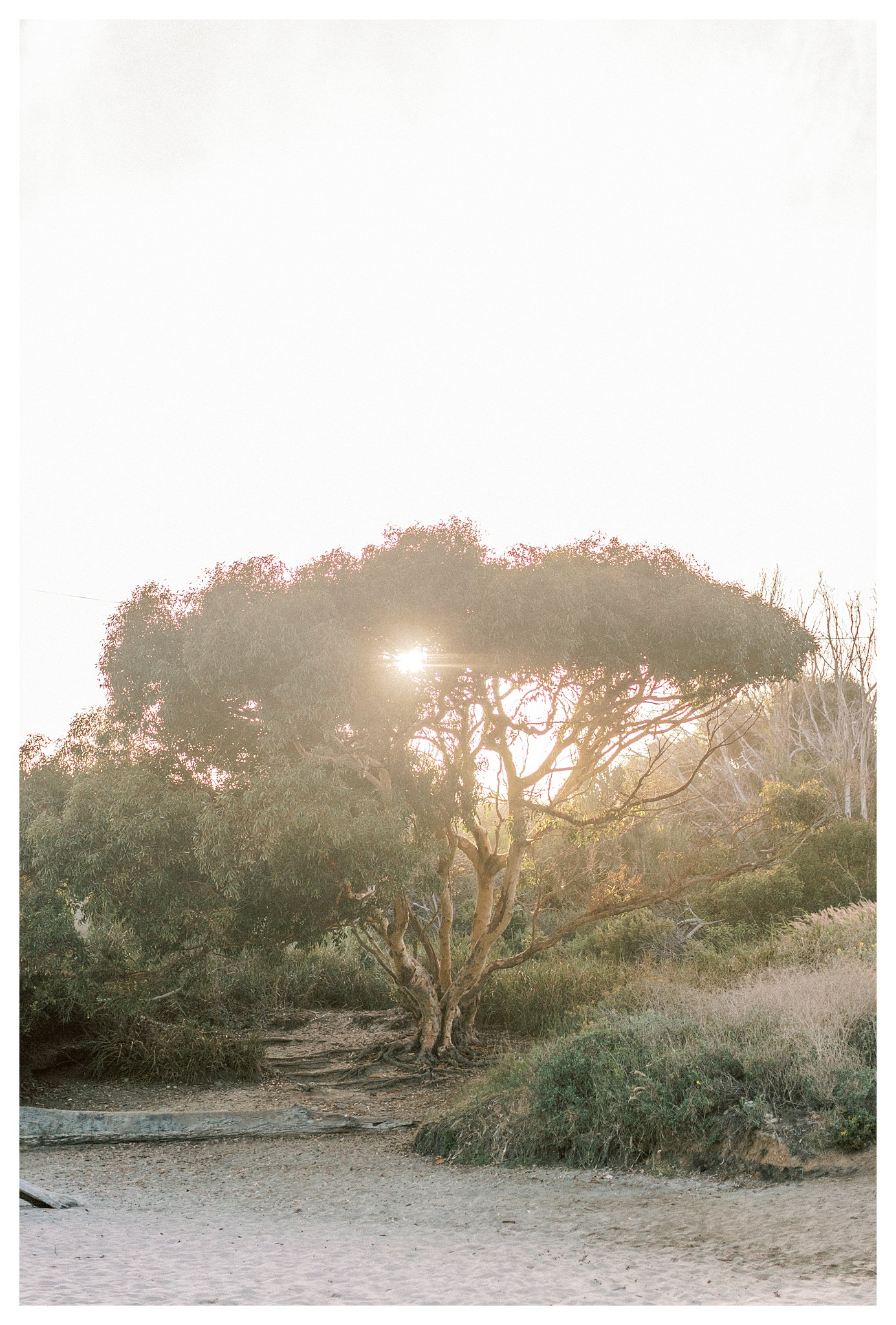 The tree at Leo Carrillo with the prettiest light.  