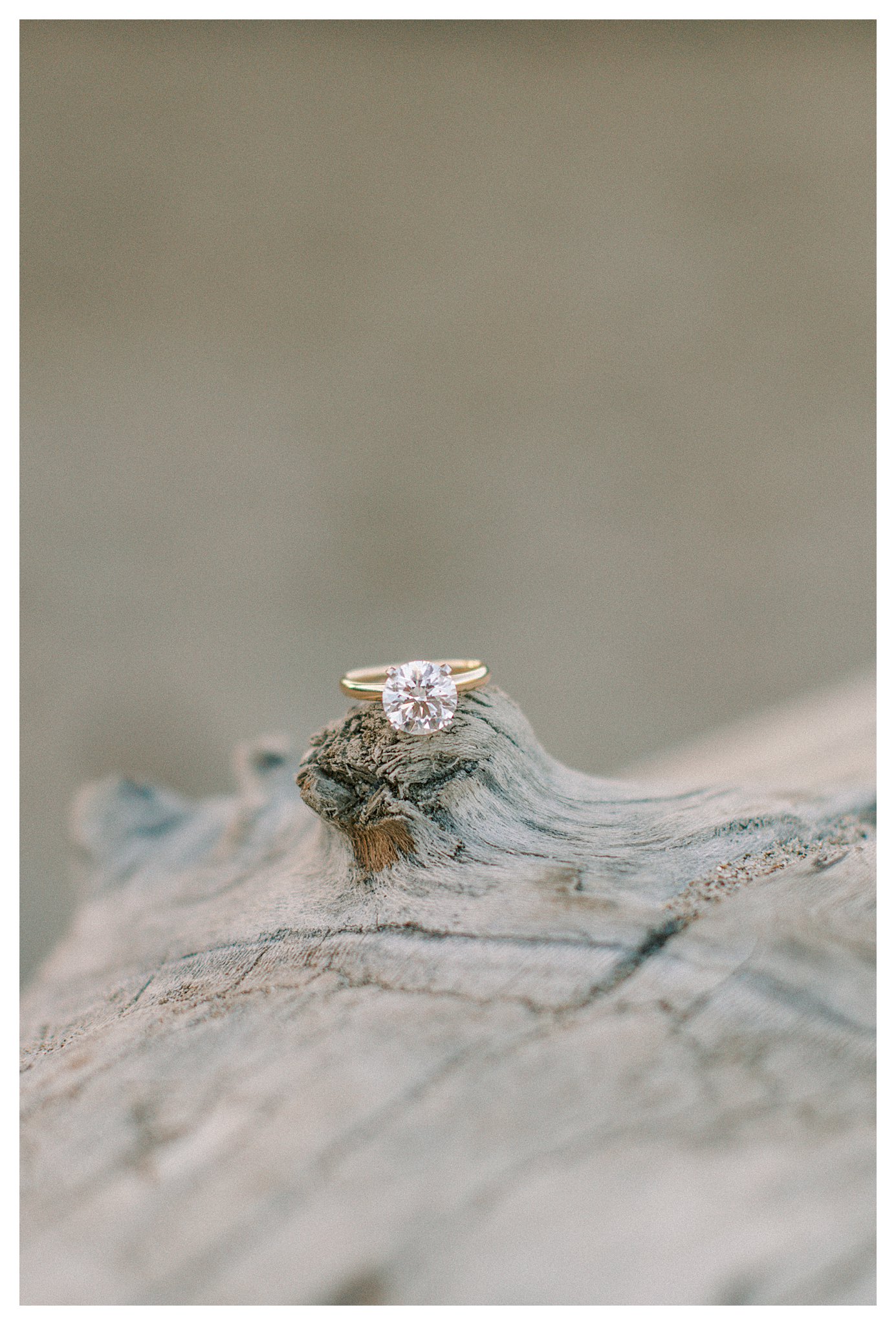 An engagement ring on the tree trunk at Leo Carrillo beach.  