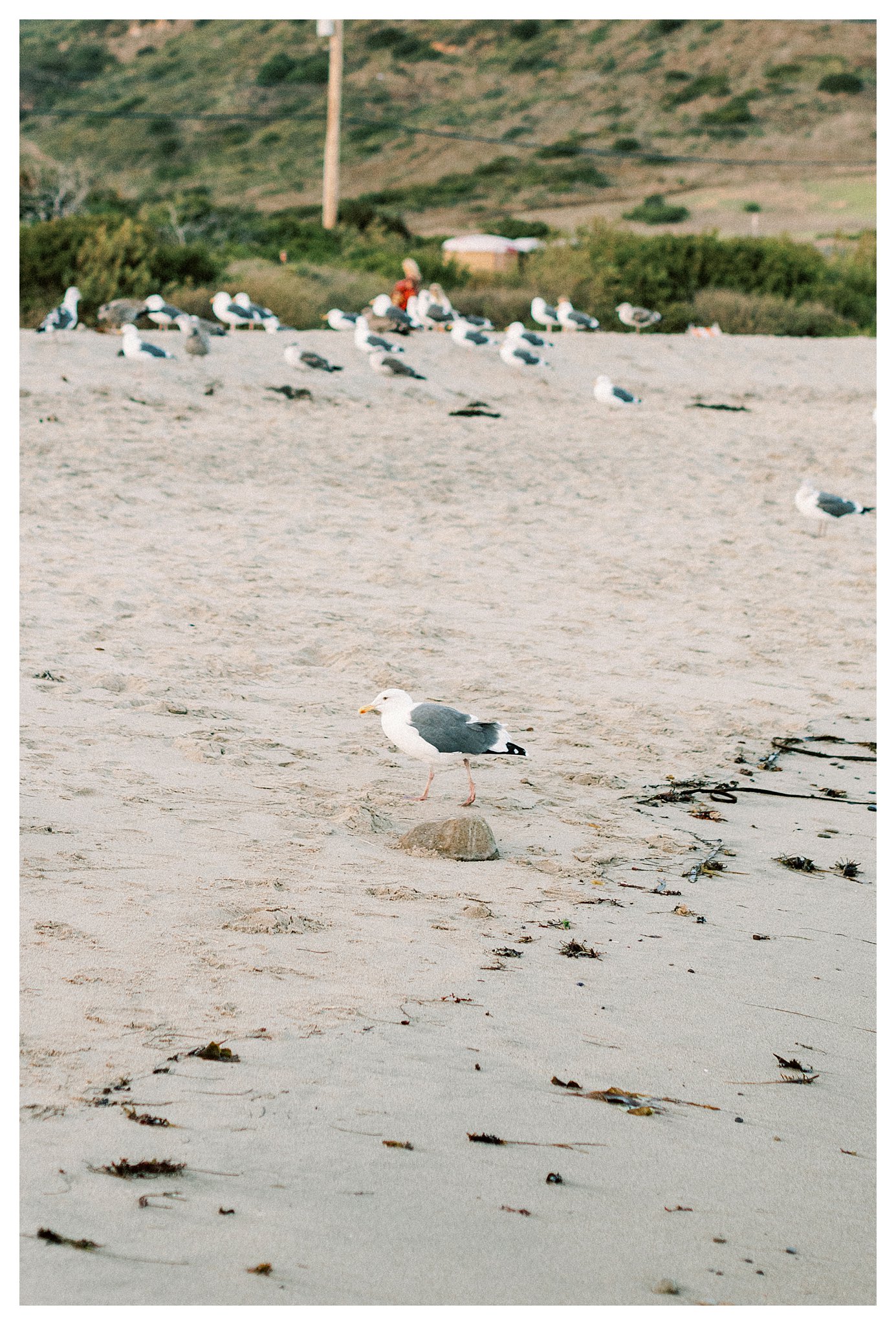 A seagull walking on Leo Carrillo beach.