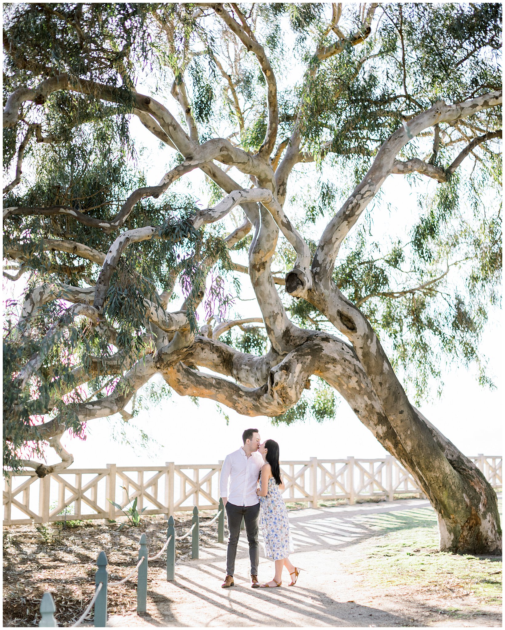 A couple kissing under an iconic tree at Palisades Park.  